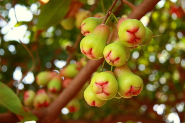 Thailand Fruits