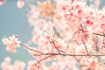 Cherry Blossom trees in spring, The wild himalayan cherry