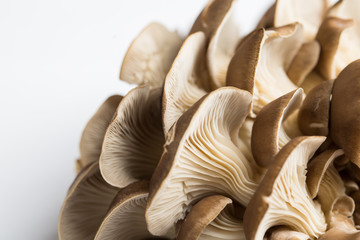 Oyster mushrooms on white