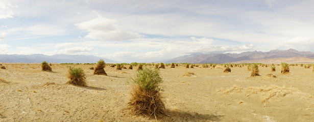 Death Valley California vistas in the national Park. Part of the Mojave desert.
devils corn field panorama 