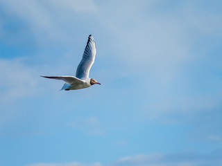 Flying Seagull on Blue Sky Background
