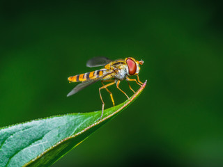 Fruit Fly Insect on Leaf