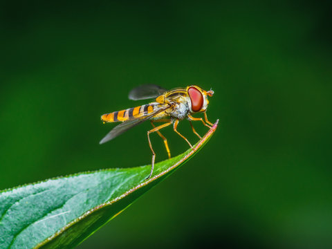 Fruit Fly Insect on Leaf