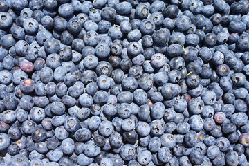 blueberry background