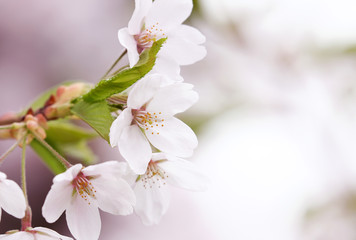 桜