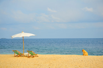 Obraz na płótnie Canvas Beach Chairs on Summer Beach