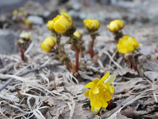 Cute yellow Far East Amur Adonis flowers telling spring is coming in Hokkaido, Japan