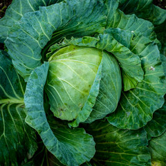 Top view of green lettuce
