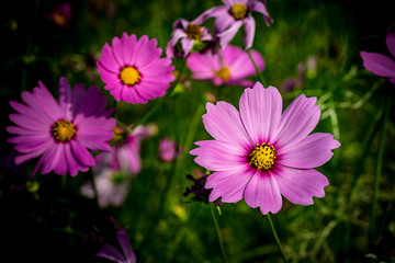 Purple cosmos flower