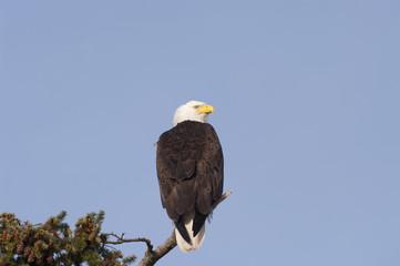 Bald Eagle Perched on Coniferous Tree