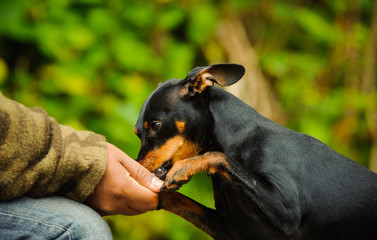 Miniature Pinscher dog taking treat out of owners hand