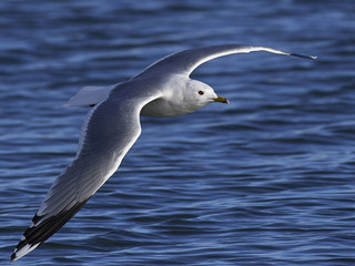 Common gull (Larus canus)