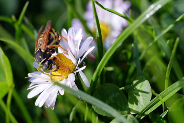 Guêpe poliste sur une pâquerette dans un jardin.