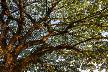 Obraz premium Plant trees to save the world, Concept green world.