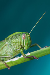 Grasshopper