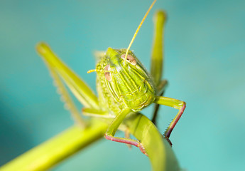 Grasshopper