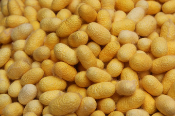 Travel to Bangkok, Thailand. Yellow cocoons of the silkworm closeup for background on a fabric of Thai silk.