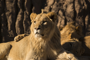 Young African male lion lays with his pride