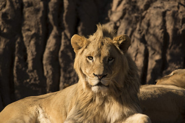 Young African lion closeup portrait