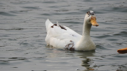 Ducks Swimming on the lake