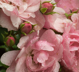 Rosenblüten und Knospen