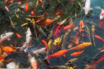 Obraz na płótnie Canvas Multicolor bench of fishes