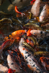 Obraz na płótnie Canvas Multicolor bench of fishes
