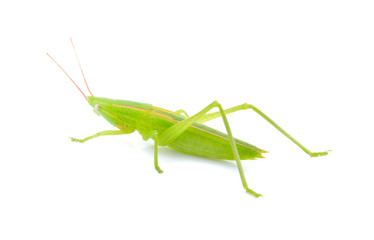 Grasshopper on white background