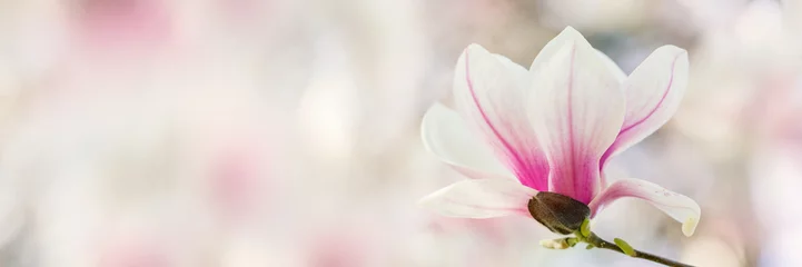 Crédence de cuisine en verre imprimé Fleurs Magnolia tree flowers blossom
