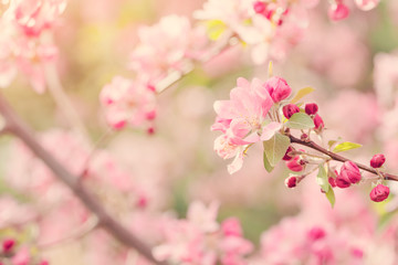 Fototapeta na wymiar Flowering tree branches with pink flowers in sunlight 