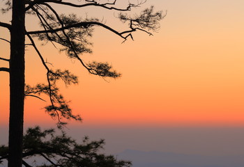 Landscape of sky sunset view with tree silhouette.