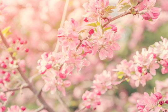 Flowering tree branches with pink flowers in sunlight © Mariusz Blach