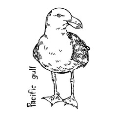 Naklejka premium pacific gull - vector illustration sketch hand drawn with black lines, isolated on white background