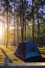Cup of coffee in tent with forest sunrise view