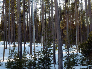 Birch Trees in Snow