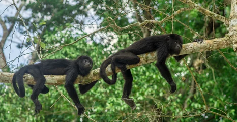 Stickers pour porte Singe singes assis sur un arbre dans la forêt tropicale par Tikal - Guatemala