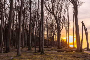 Gespesterwald Nienhagen