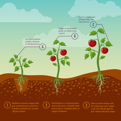 Tomatoes growth and planting stages flat vector diagram