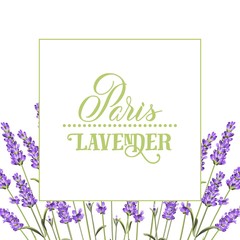 The lavender elegant card with flowers and text. Lavender garland for your text presentation. Label of soap package. Label with lavender flowers. Vector illustration.