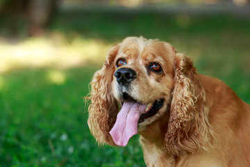 dog breed American Cocker Spaniel
