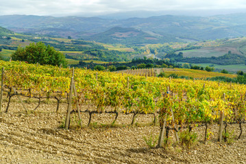 Fototapeta na wymiar autumn vineyard