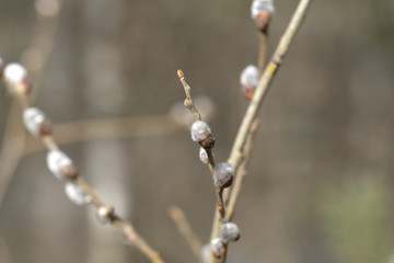 branch of a willow