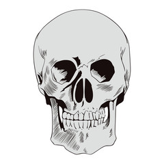 Skull. Illustration in retro style.