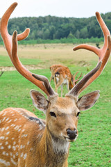 Beautiful sika deer with big horns. Animal farm