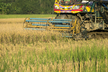 The harvesting of the paddy fields with car.