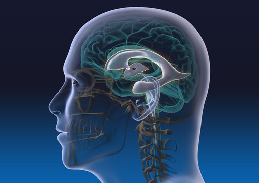 Das Ventrikelsystem