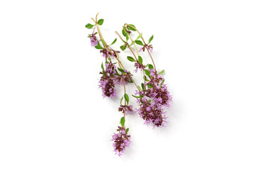Thyme, Thymus flower isolated on white
