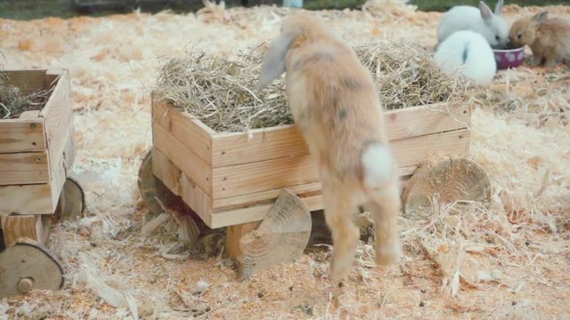 Rabbit jumps in slow motion