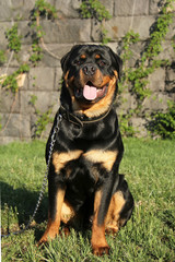 Fototapeta premium Rottweiler