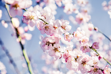 Obraz premium Almond-tree blooming white and pink flowers in spring 